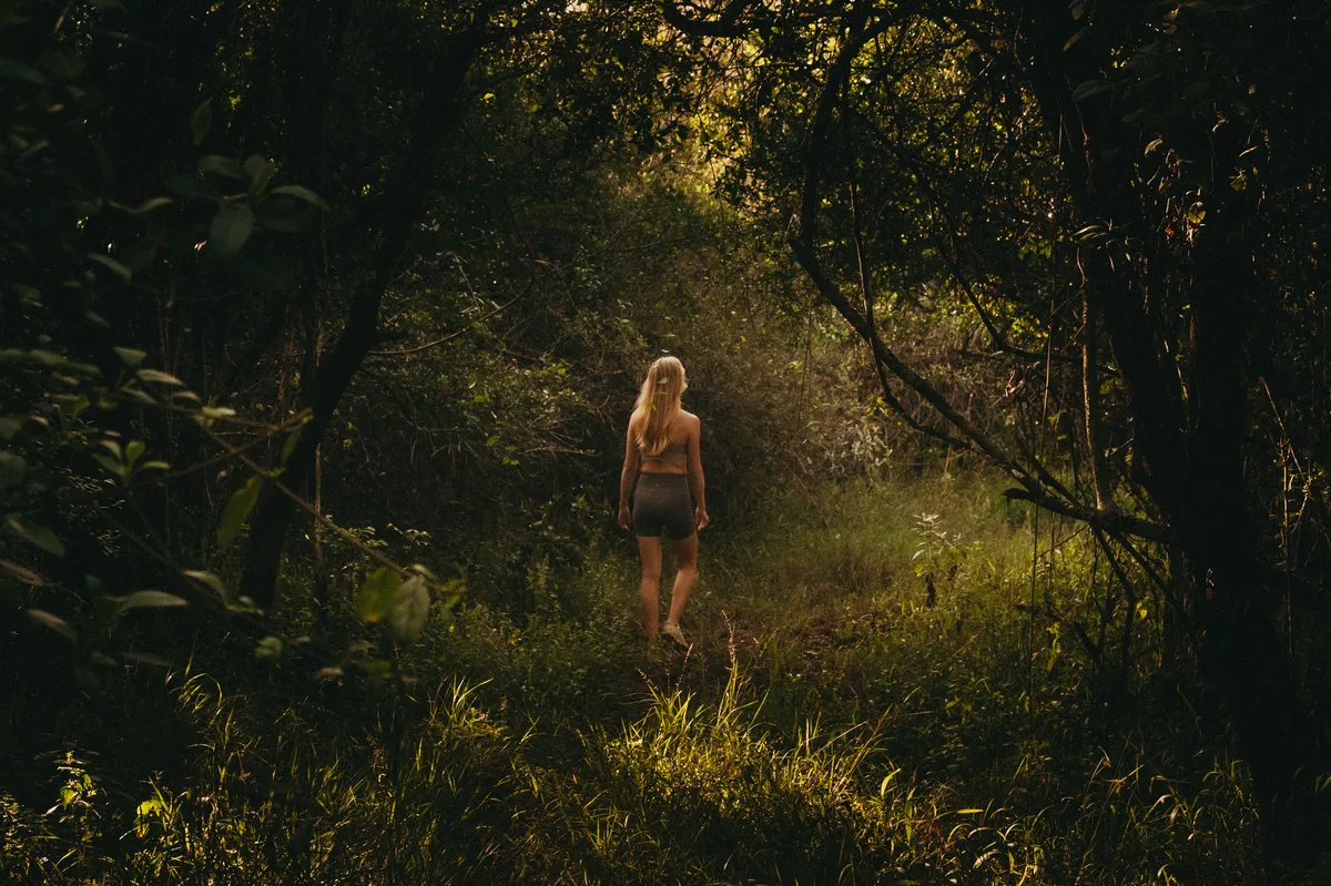 Walking the rewilded forest