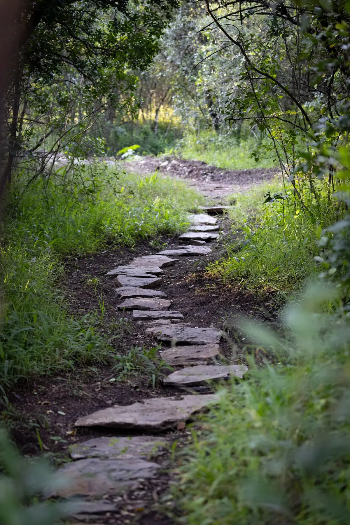 The Woodland Waddle