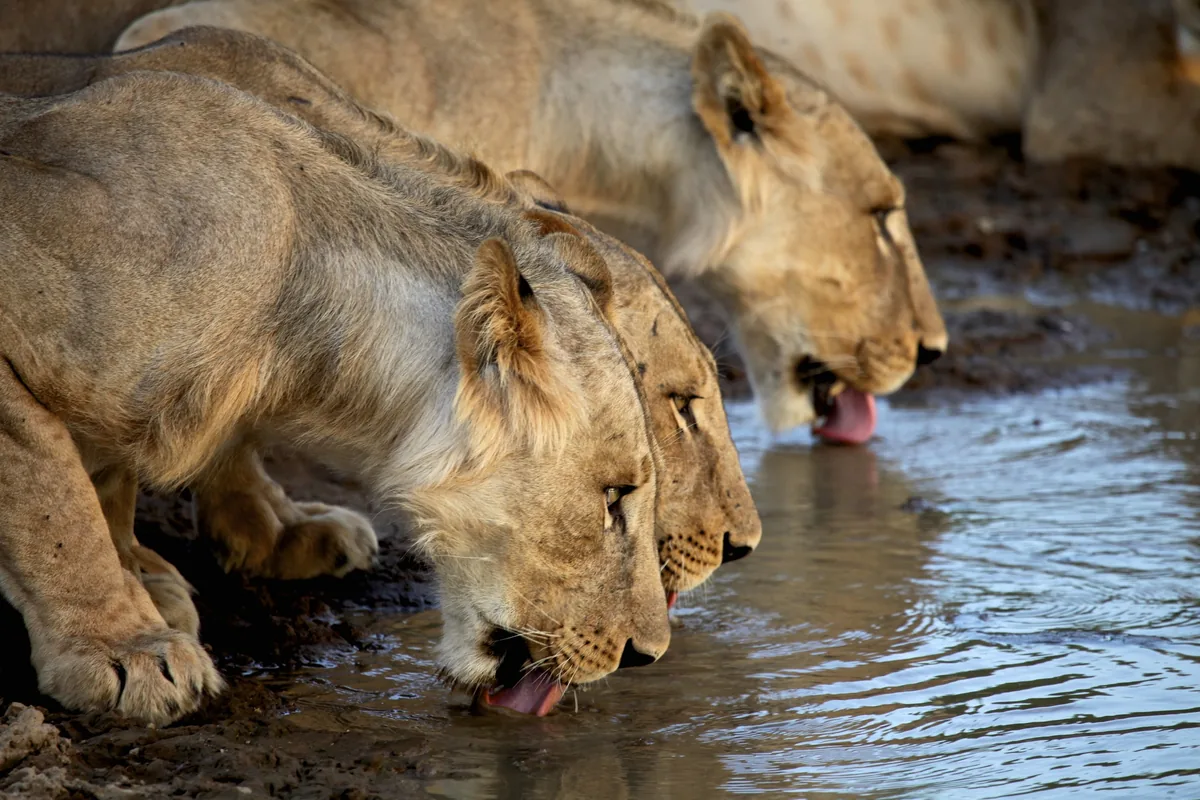 Safari from Mukima