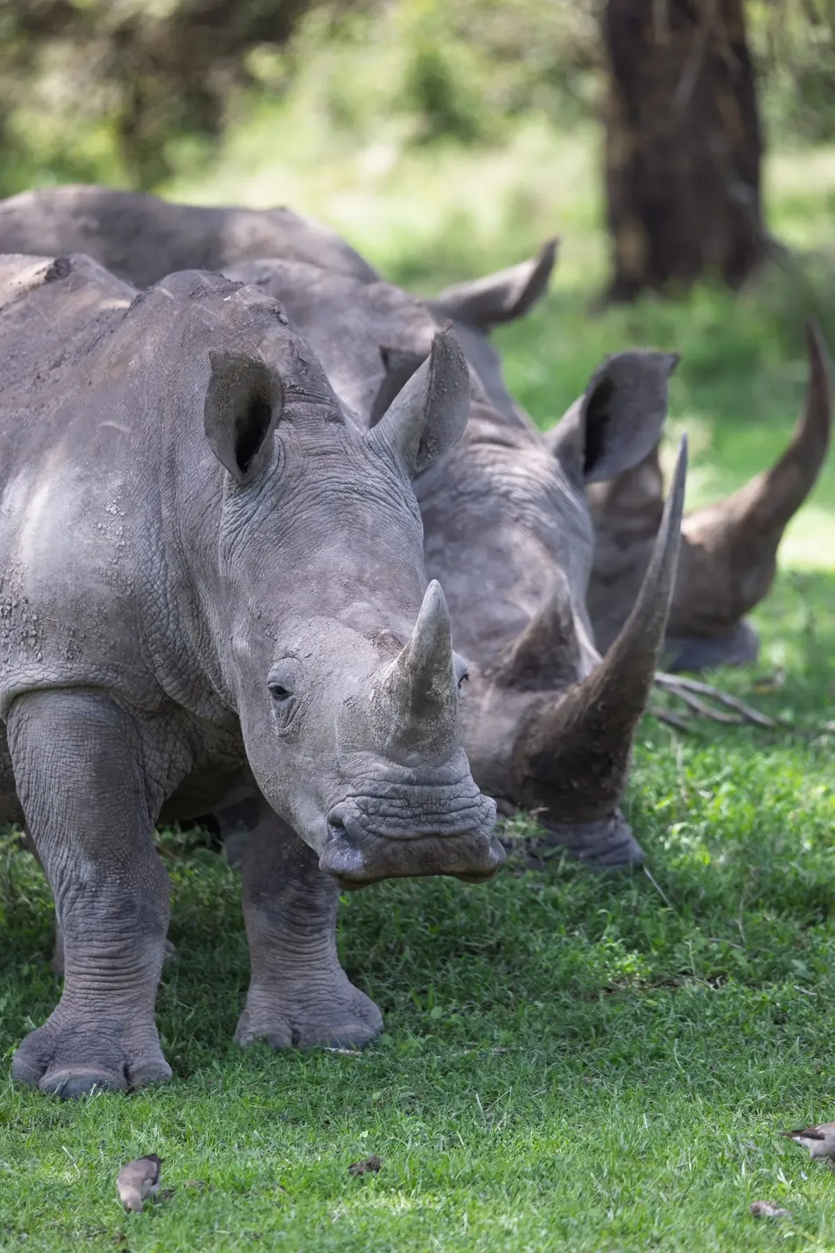 In Search of Giants Safari · The Rhino