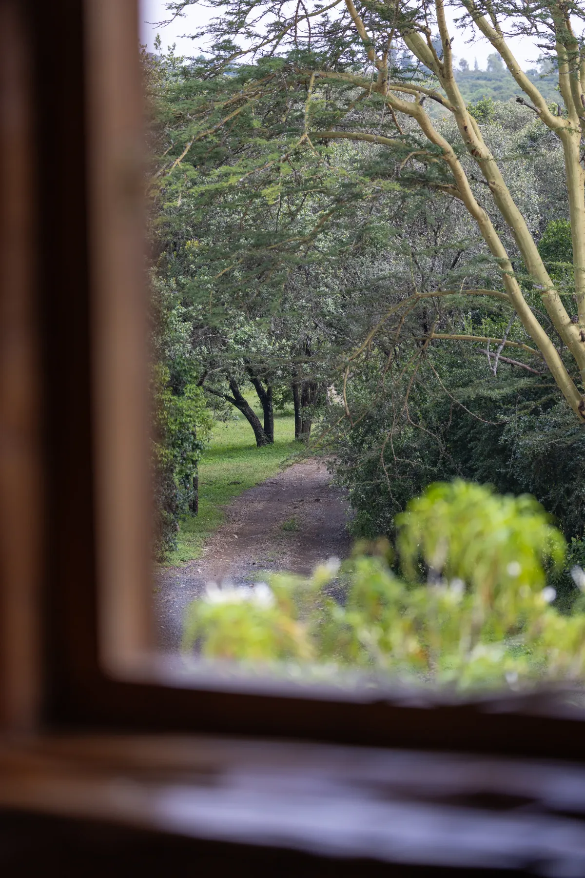 Wild Mint, the view from the window onto the acacia track